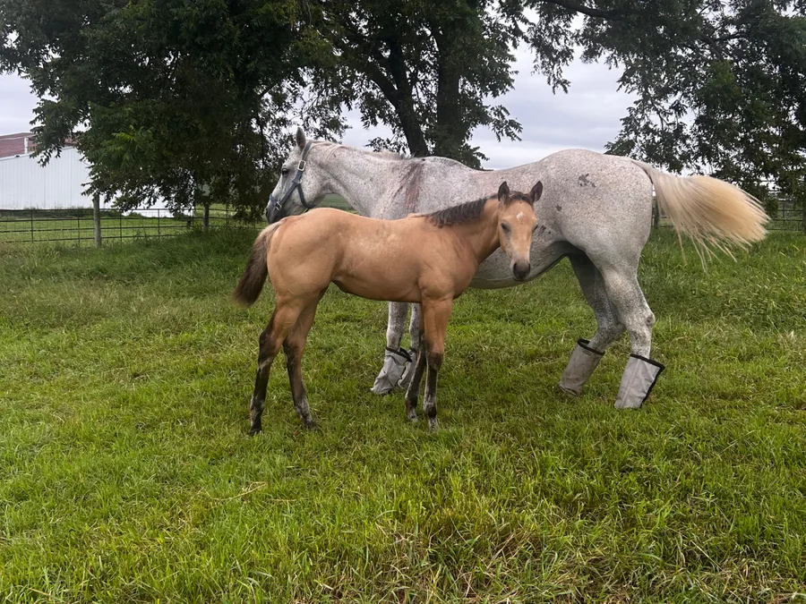 OK SMART WILMAS CHIC, 2026 Bucksin Mare Quarter Horse at Bellevue Farms, photo 4