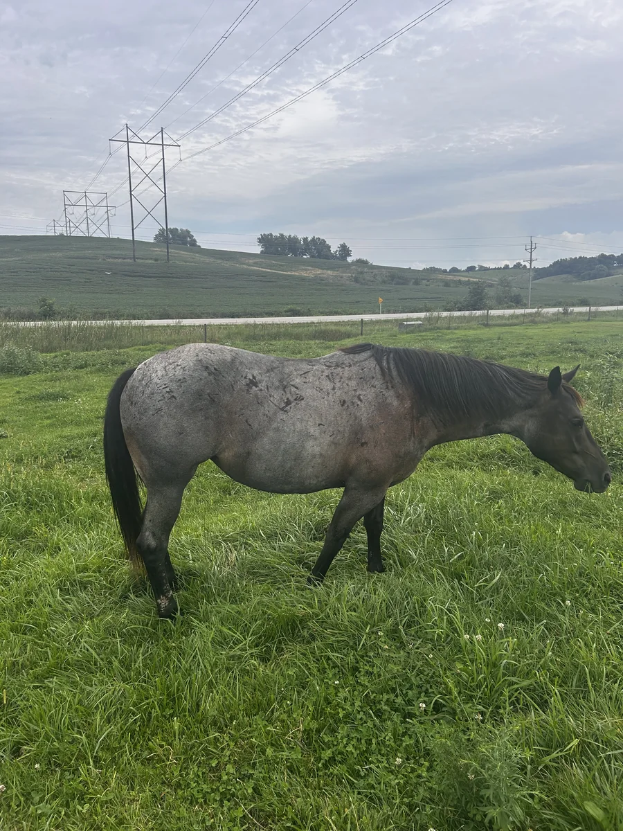 RR POCO BLUE RIO, 2021 Blue Roan Mare Quarter Horse at Bellevue Farms, photo 1