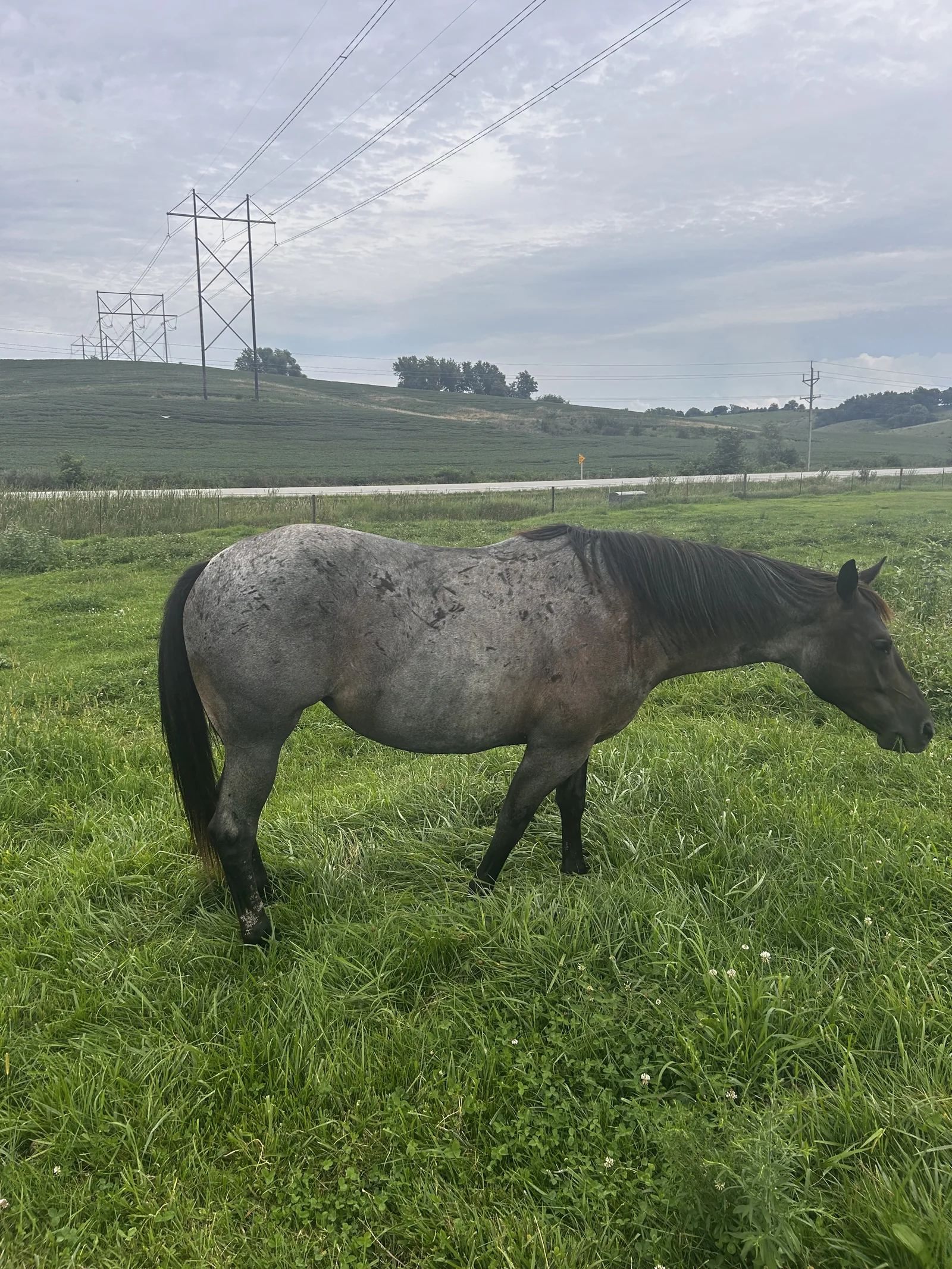 RR POCO BLUE RIO, 2021 Blue Roan Mare Quarter Horse at Bellevue Farms, photo 1