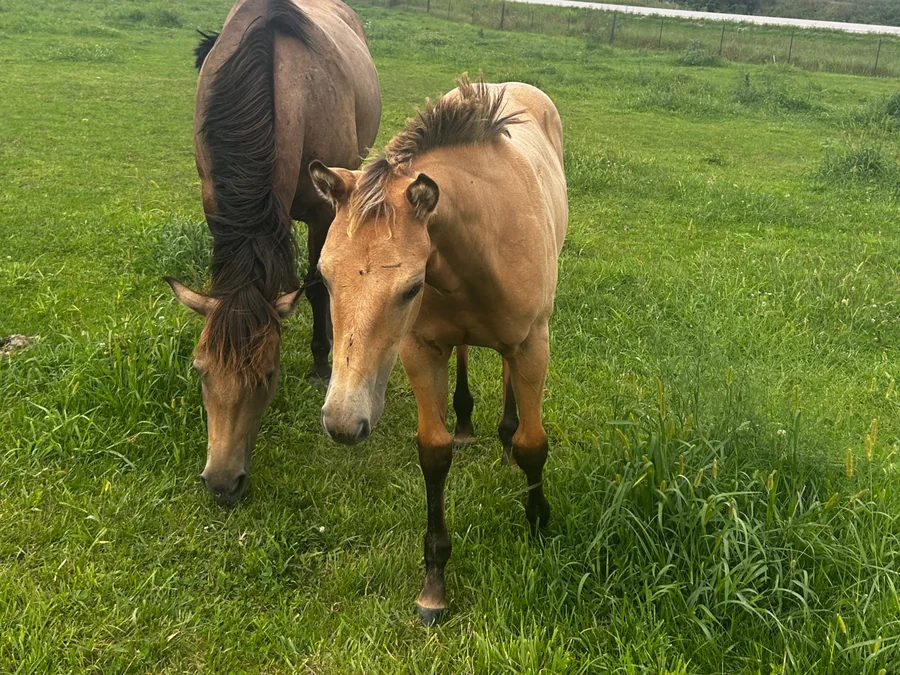 OK IMA SMART JACKIE, 2026 Buckskin Mare Quarter Horse at Bellevue Farms, photo 4