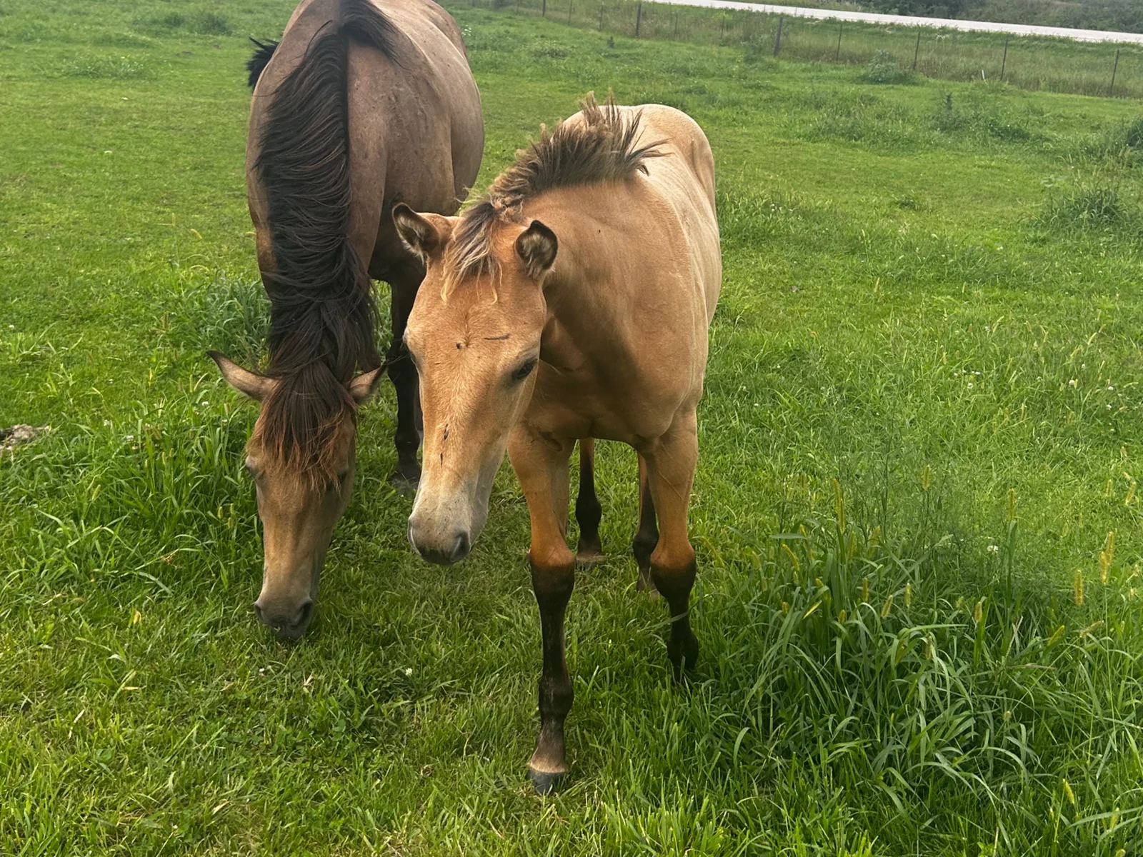OK IMA SMART JACKIE, 2026 Buckskin Mare Quarter Horse at Bellevue Farms, photo 4