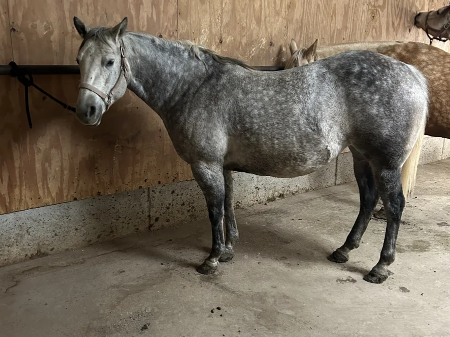 JILLS BERETA, 2018 Gray Mare Quarter Horse at Bellevue Farms, photo 2
