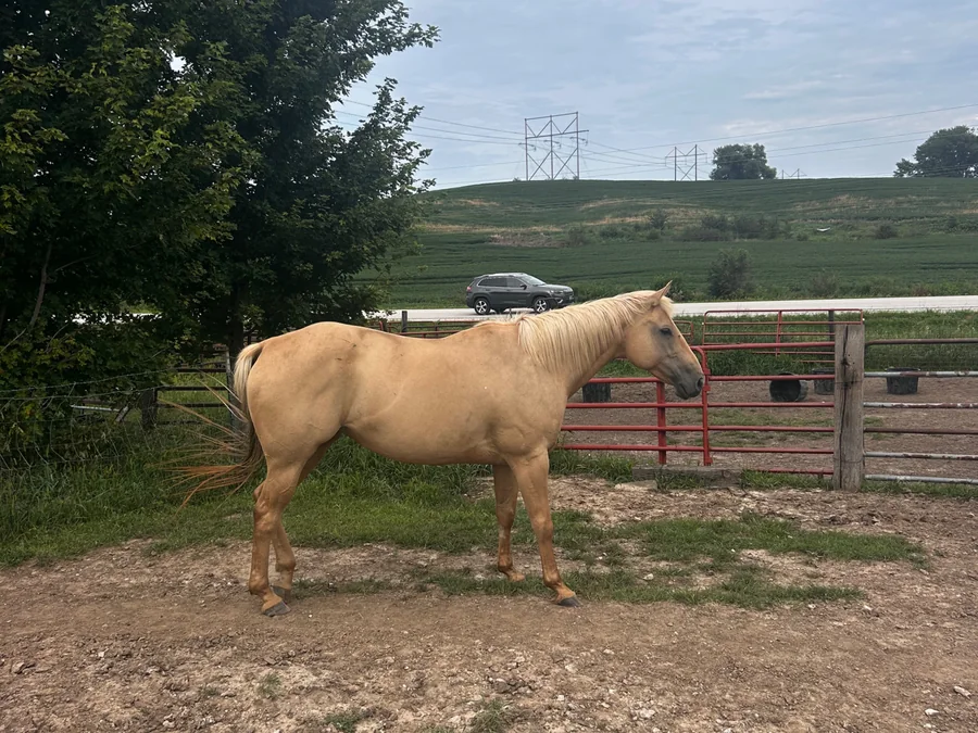 TKMSFRENCHGIRLSBULLY, 2017 Palomino Mare Quarter Horse at Bellevue Farms, photo 1