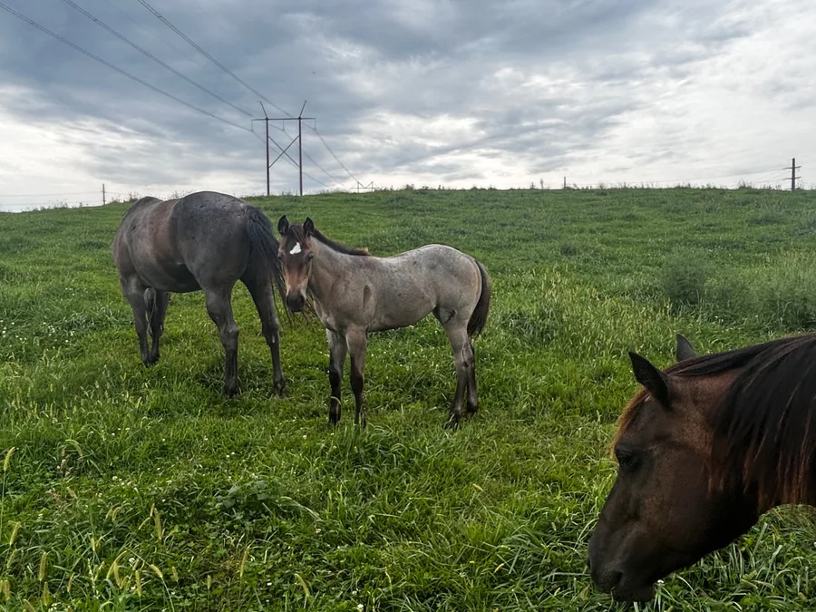 OK ROAN LADY, 2026 Blue Roan Mare Quarter Horse at Bellevue Farms, photo 4