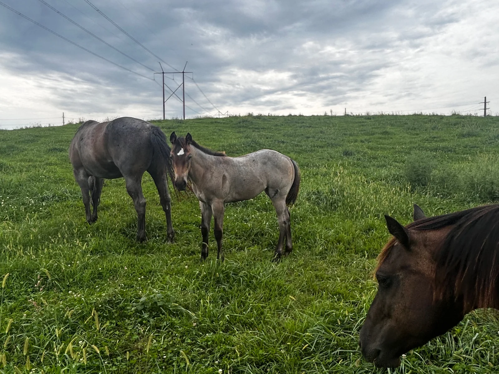 OK ROAN LADY, 2026 Blue Roan Mare Quarter Horse at Bellevue Farms, photo 4