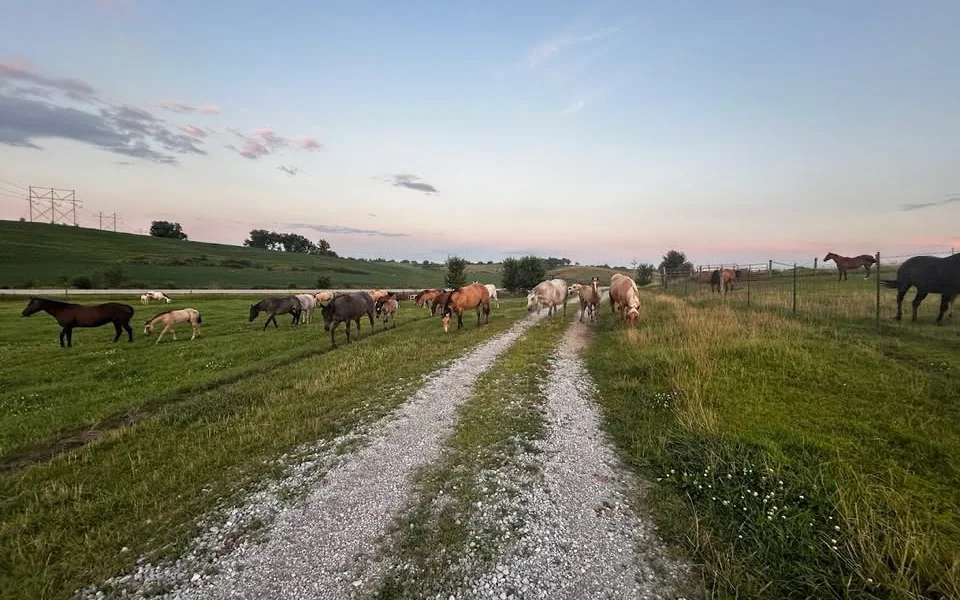 Horses in a field