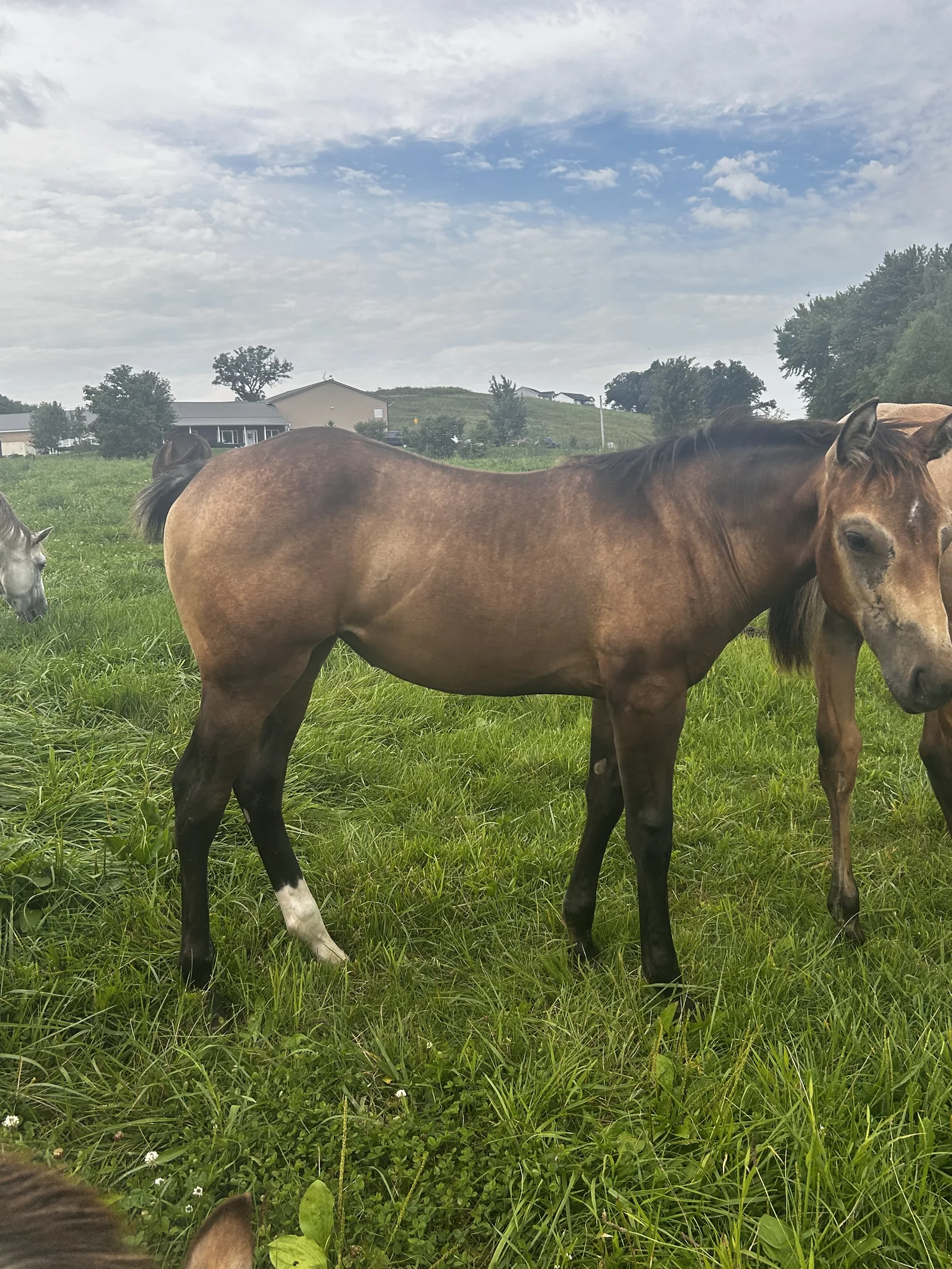 OK MISS SMART OKIE, 2026 Buckskin Mare Quarter Horse at Bellevue Farms, photo 8