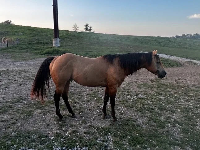 BAR DEE OF BUENO, Buckskin Stud Quarter Horse at Bellevue Farms, photo 3