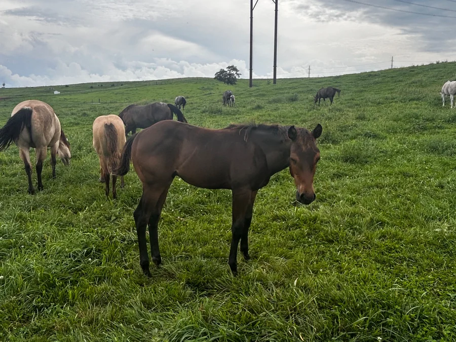 OK SMART DOCS JACK, 2026 Bay Stud Colt Quarter Horse at Bellevue Farms, photo 5