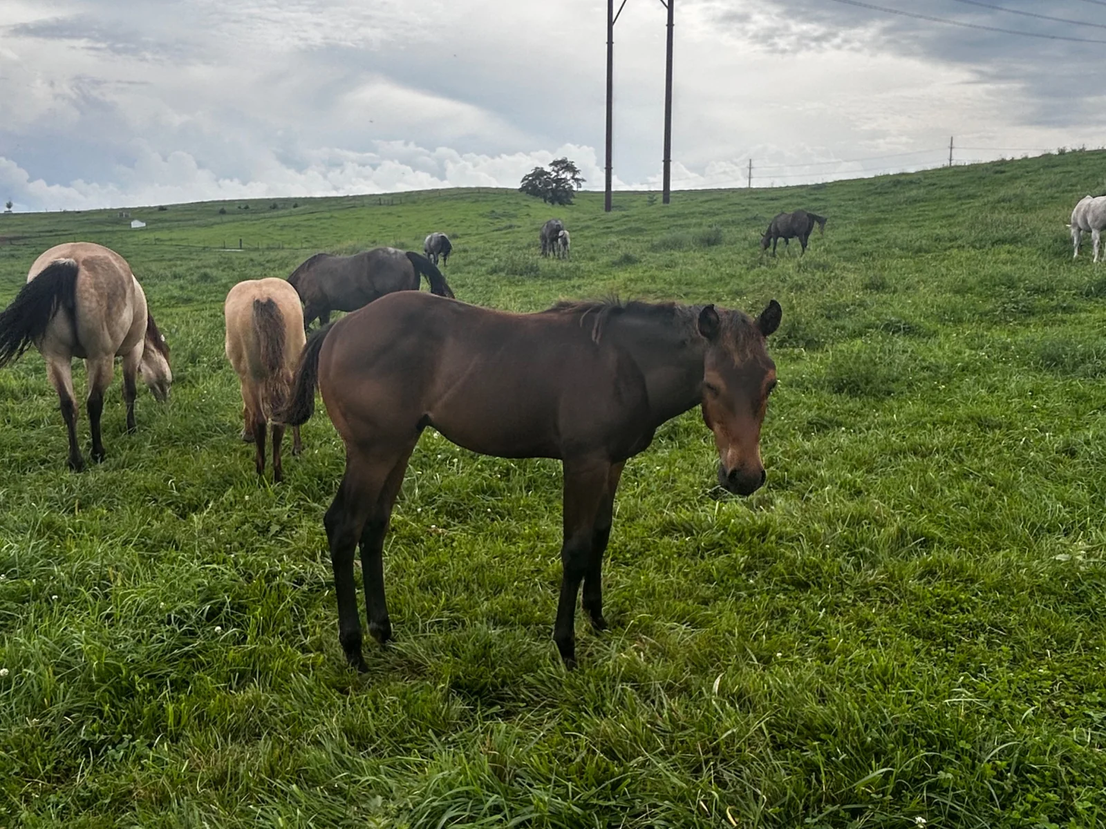 OK SMART DOCS JACK, 2026 Bay Stud Colt Quarter Horse at Bellevue Farms, photo 5