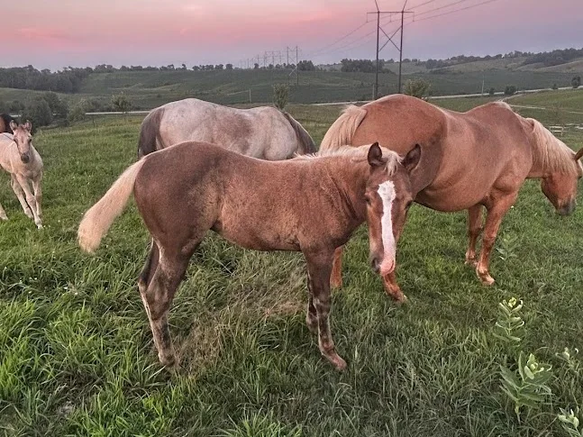 OK SMART COLONEL BAR, 2026 Chocolate Palomino Stud Colt Quarter Horse at Bellevue Farms, photo 2