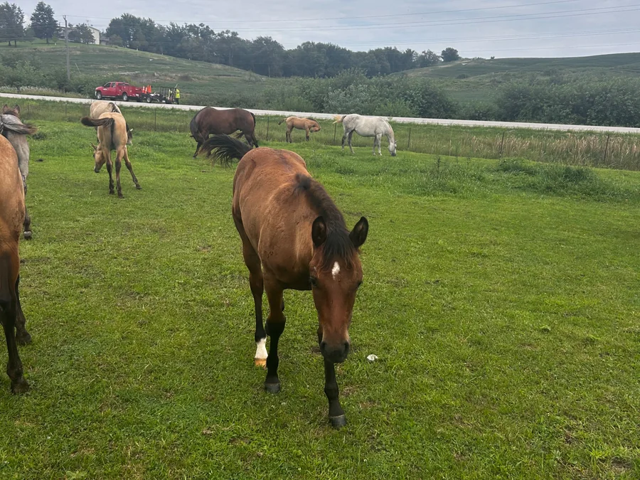 OK COLONELS OLENA, 2026 Bay Mare Quarter Horse at Bellevue Farms, photo 3
