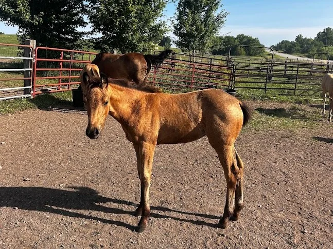 OK SMART CHIC REY, 2026 Buckskin Mare Quarter Horse at Bellevue Farms, photo 1
