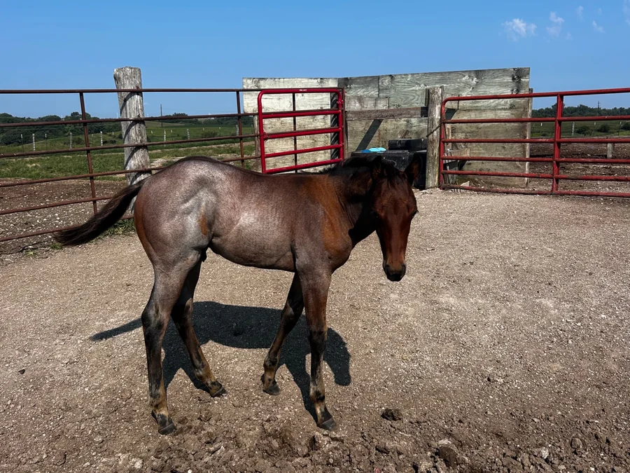 Stormy Sr 2026, 2026 Bay Roan Stud Colt Quarter Horse at Bellevue Farms, photo 1