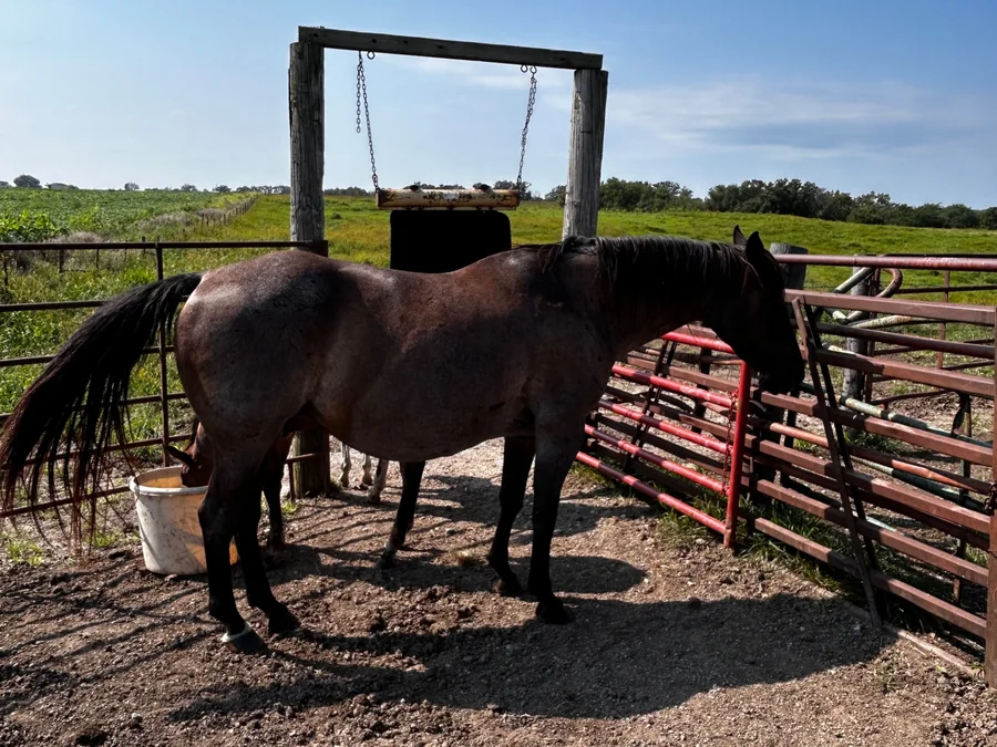 JDG STORMY VENTURE, 2012 Blue Roan Mare Quarter Horse at Bellevue Farms, photo 1