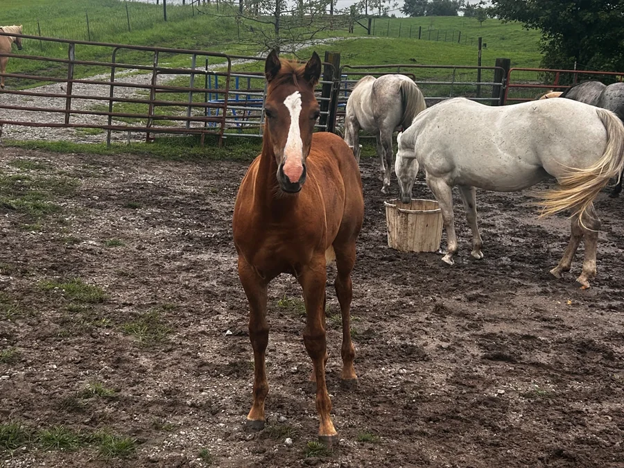 OK SMART LITTLE BELLE, 2026 Sorrel Mare Quarter Horse at Bellevue Farms, photo 1
