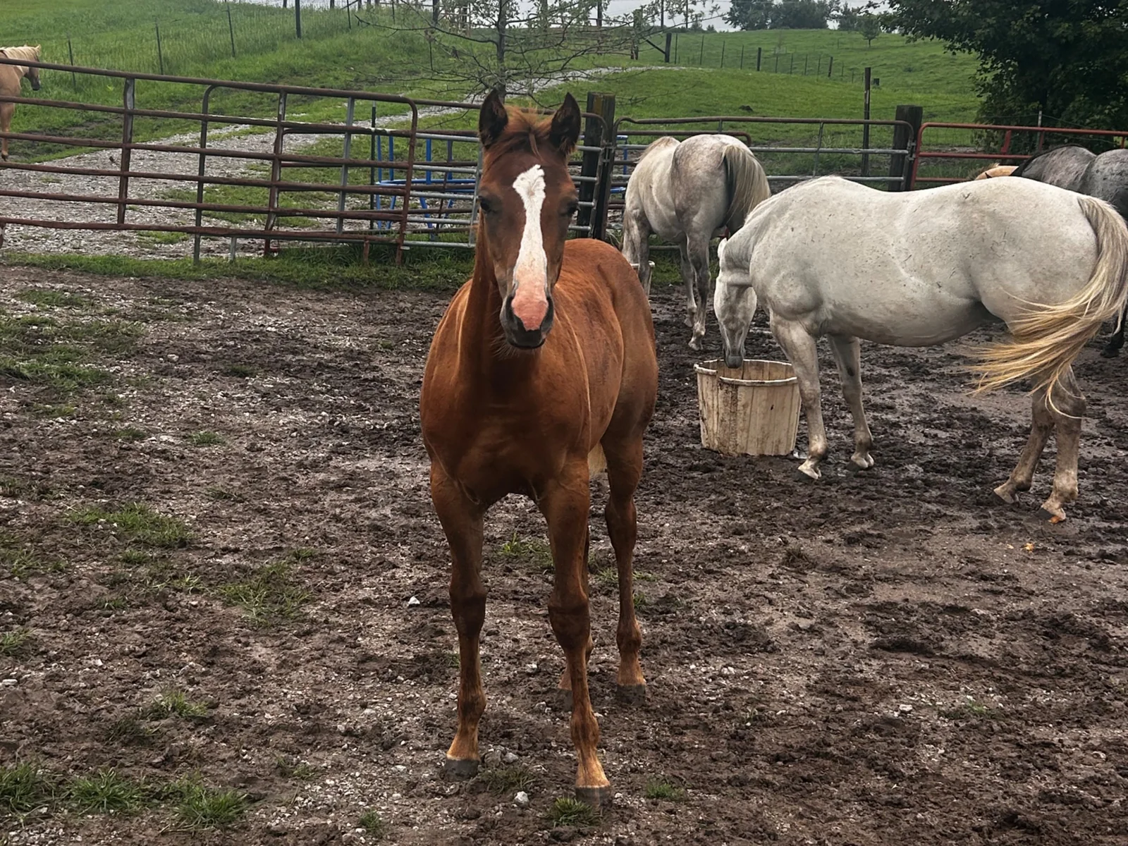 OK SMART LITTLE BELLE, 2026 Sorrel Mare Quarter Horse at Bellevue Farms, photo 1