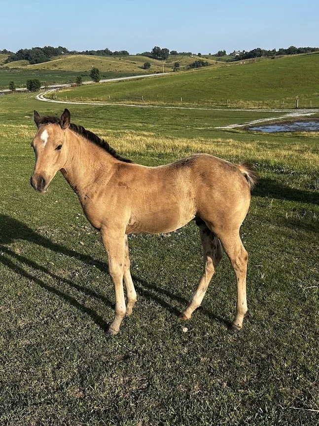 OK BAR BUCK ZAN, 2026 Bucksin Stud Colt Quarter Horse at Bellevue Farms, photo 1