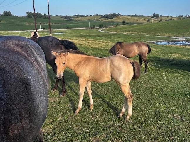 OK SUPER SMART LADY, 2026 Blue Roan Mare Quarter Horse at Bellevue Farms, photo 1